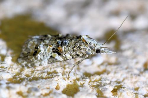 Réf. 335 250 : Phtheochroa rugosana